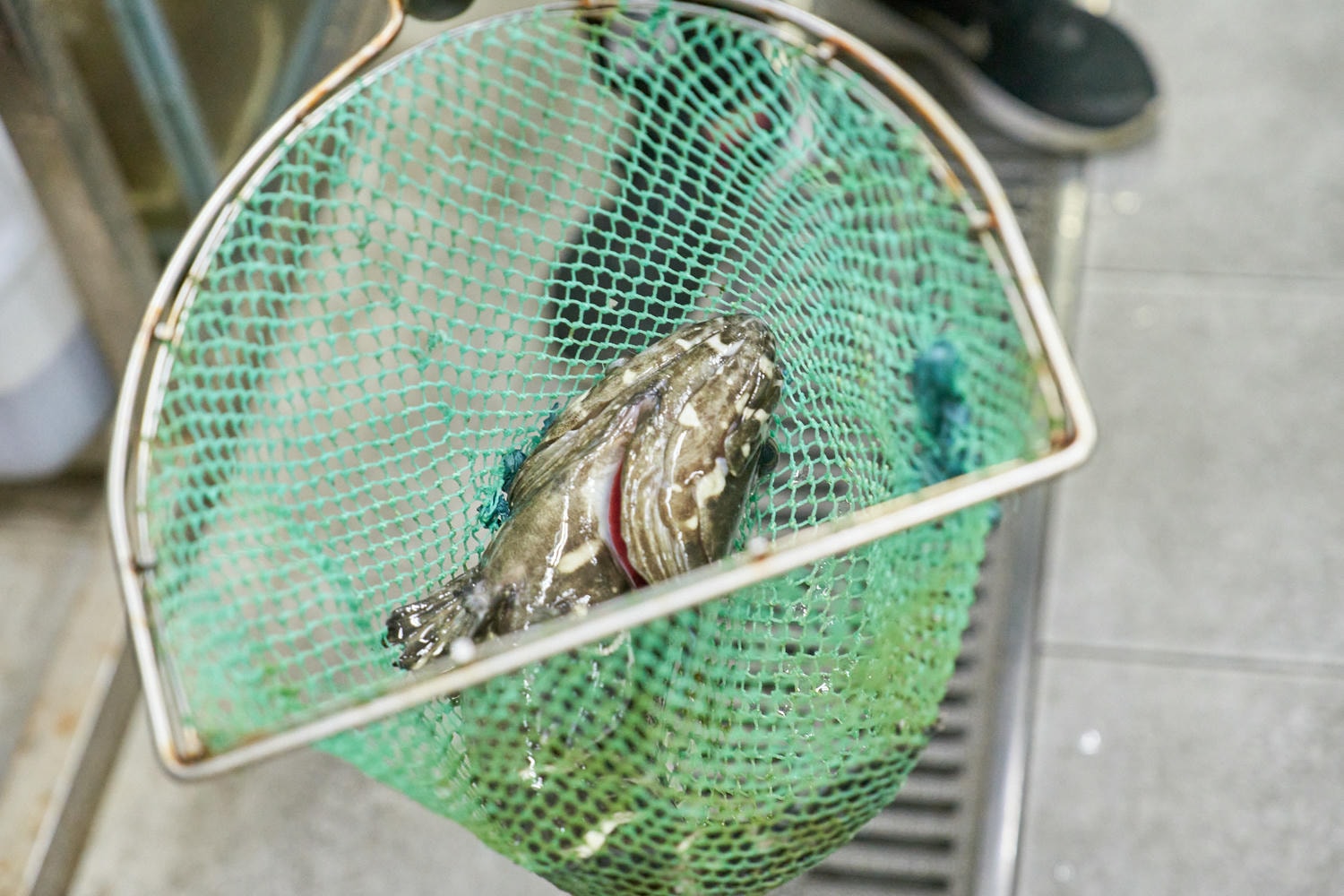 ▌台北美食|台北市隱藏版美食就在「土狗樂市」togo複合式餐飲!親民價格嚐鮮龍膽石斑、A5和牛! ▌ - 第5張圖