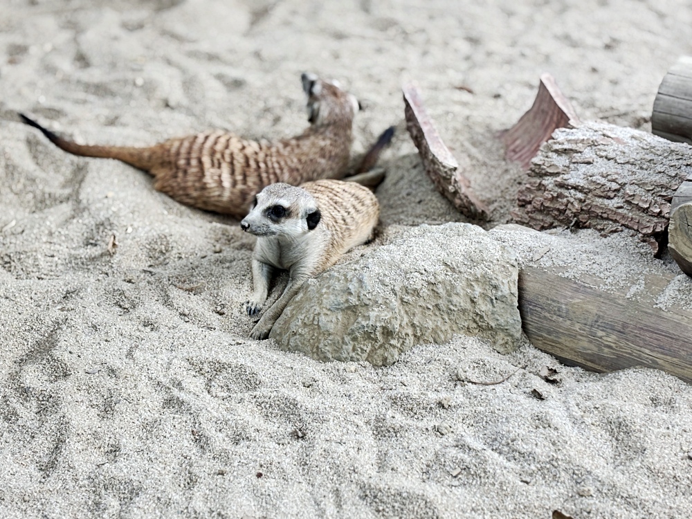 ▌高雄旅遊｜全台唯一近距離就在「野森動物學校」！近距離接觸狐狸、老鷹、狐獴，給孩子最棒的一堂自然課 ▌