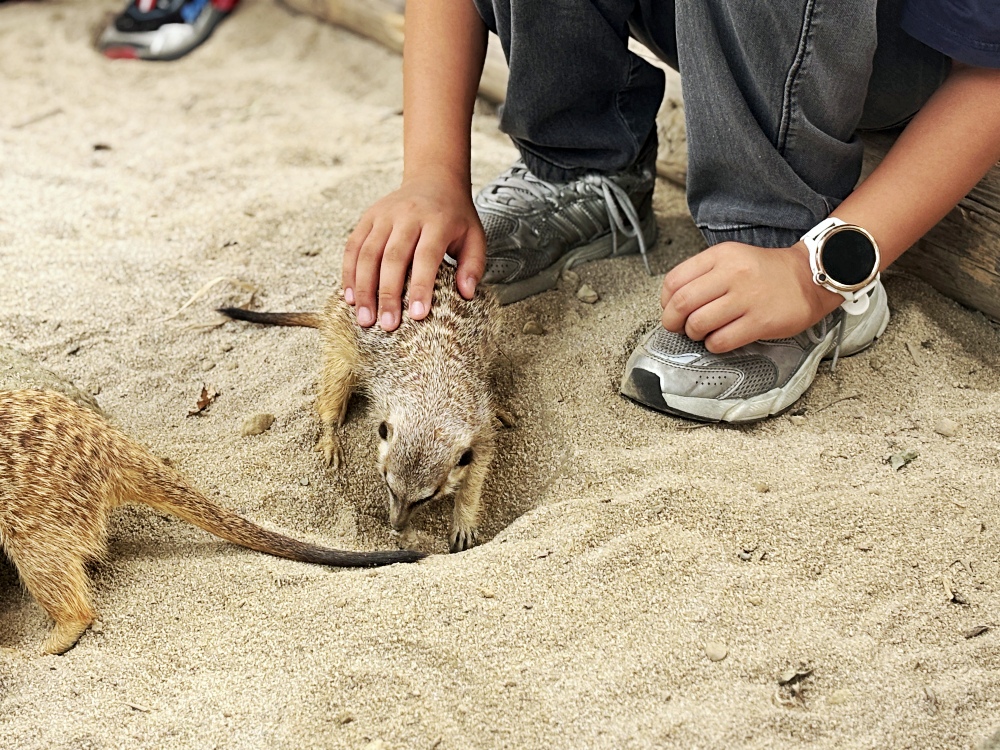 ▌高雄旅遊｜全台唯一近距離就在「野森動物學校」！近距離接觸狐狸、老鷹、狐獴，給孩子最棒的一堂自然課 ▌