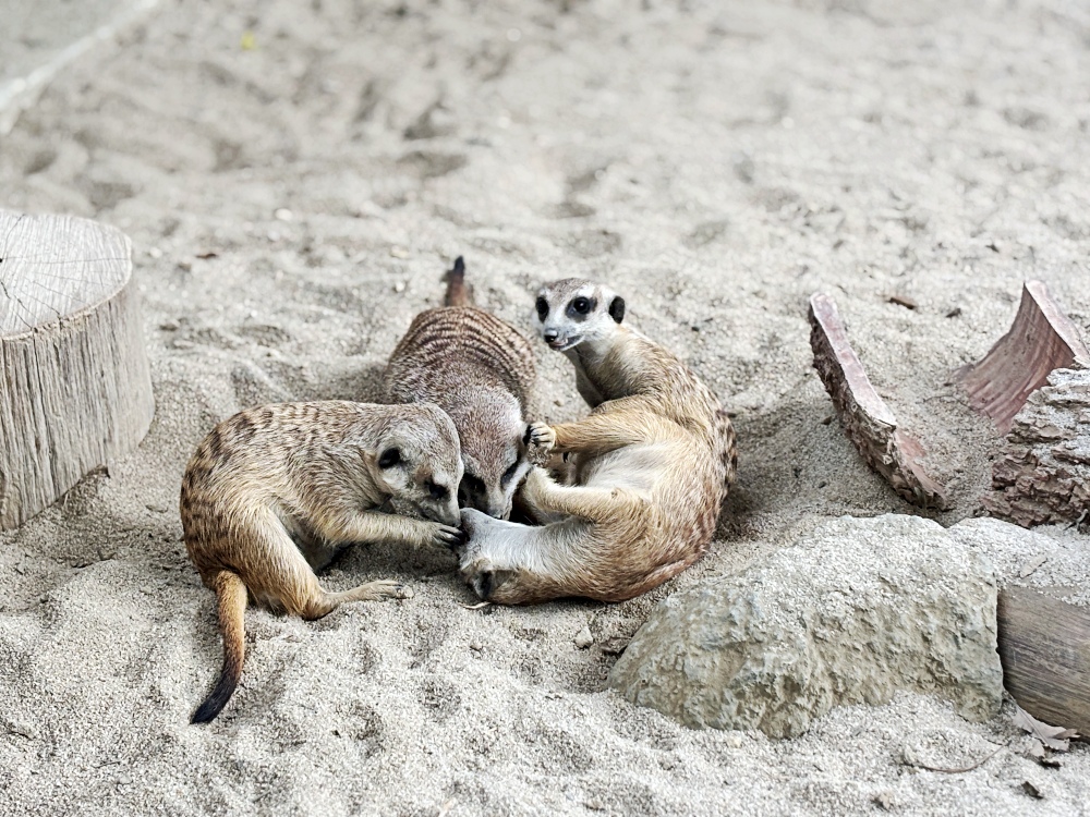 ▌高雄旅遊｜全台唯一近距離就在「野森動物學校」！近距離接觸狐狸、老鷹、狐獴，給孩子最棒的一堂自然課 ▌