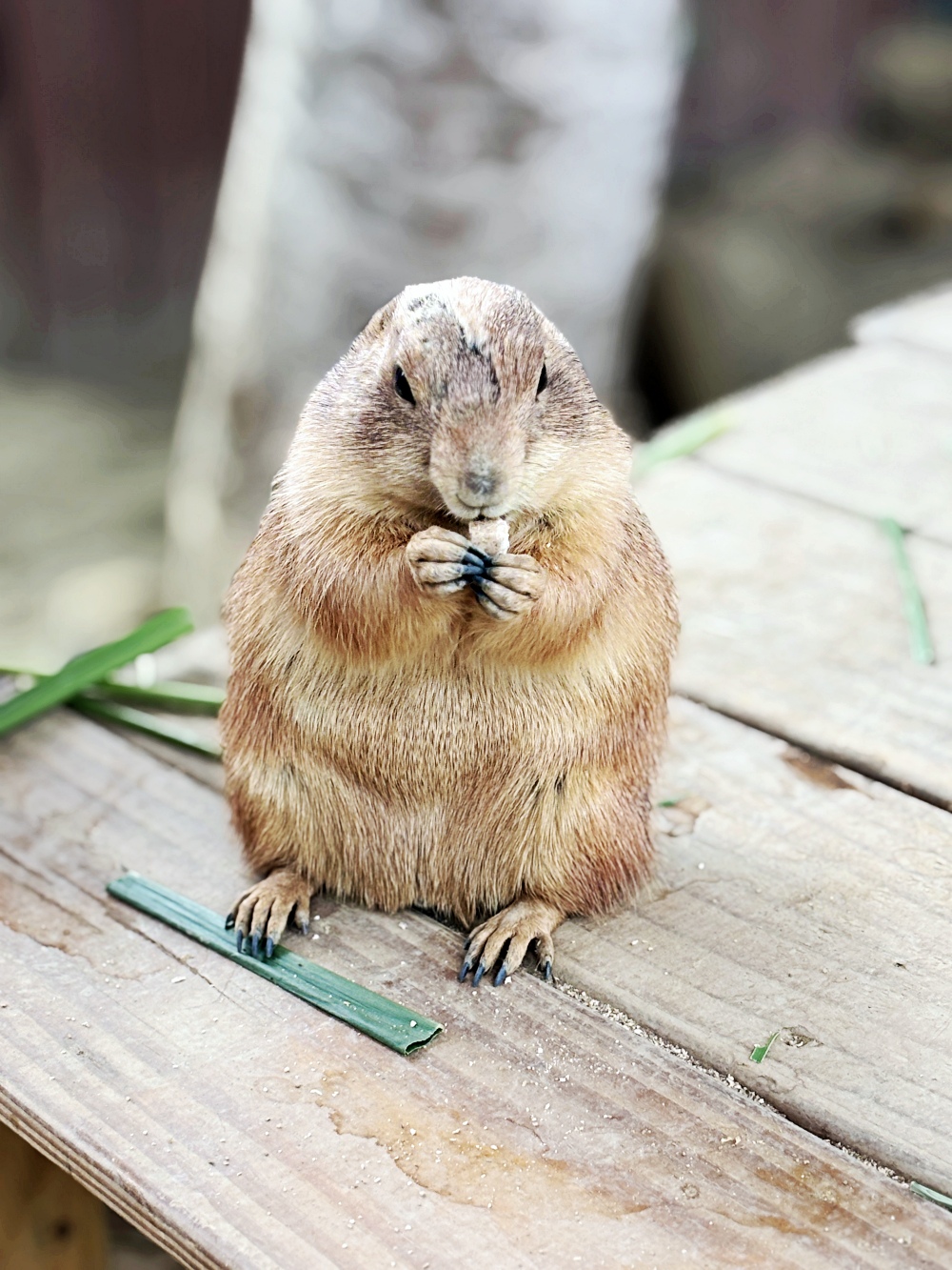 ▌高雄旅遊｜全台唯一近距離就在「野森動物學校」！近距離接觸狐狸、老鷹、狐獴，給孩子最棒的一堂自然課 ▌