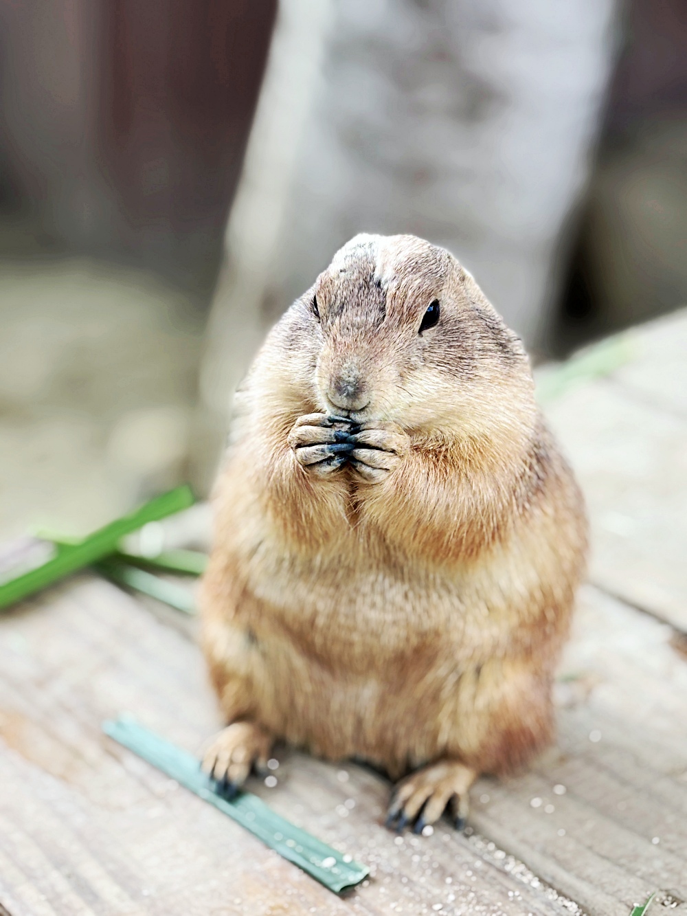 ▌高雄旅遊｜全台唯一近距離就在「野森動物學校」！近距離接觸狐狸、老鷹、狐獴，給孩子最棒的一堂自然課 ▌