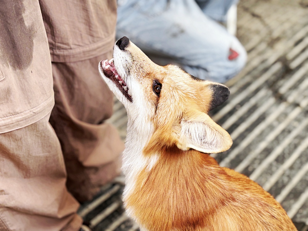▌高雄旅遊｜全台唯一近距離就在「野森動物學校」！近距離接觸狐狸、老鷹、狐獴，給孩子最棒的一堂自然課 ▌