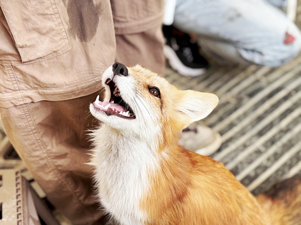 ▌高雄旅遊｜全台唯一近距離就在「野森動物學校」！近距離接觸狐狸、老鷹、狐獴，給孩子最棒的一堂自然課 ▌